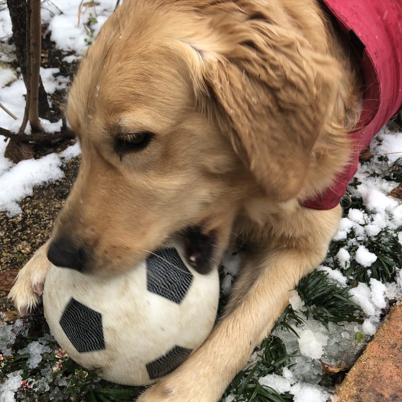 雪です！！！